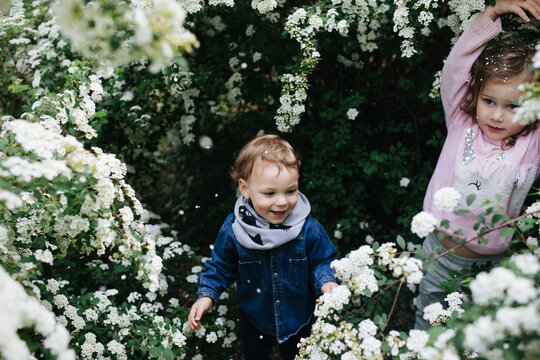 Children playing in the blooming bushes