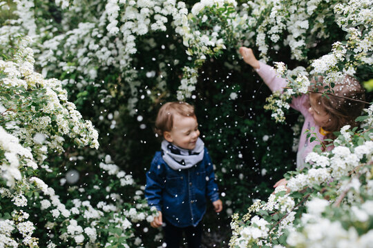 Children playing in the blooming bushes