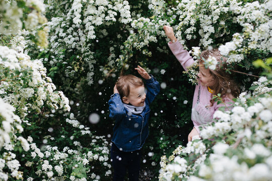 Children playing in the blooming bushes
