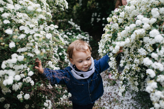 Little boy in the blooming bushes