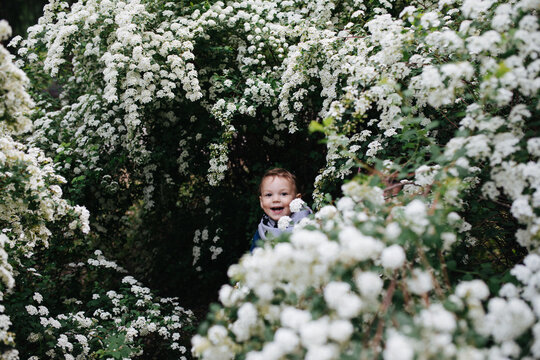 Little boy in the blooming bushes