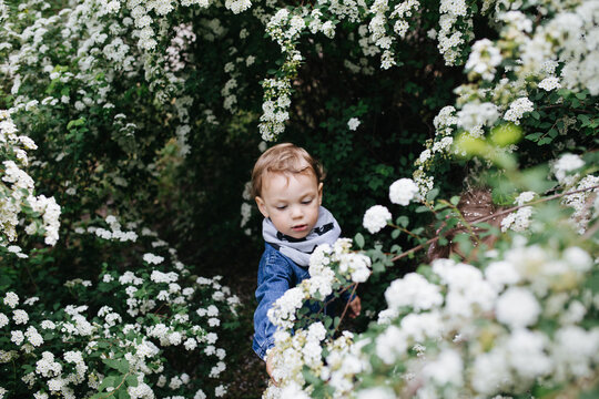 Children playing in the blooming bushes