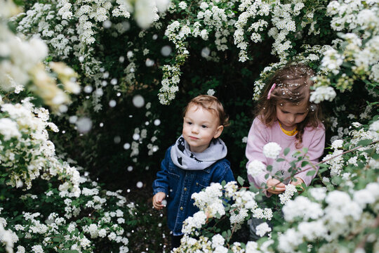 Children playing in the blooming bushes