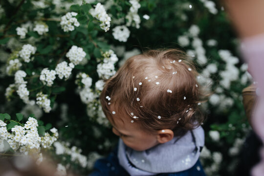 Child in the blooming white bushes