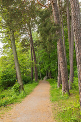 Fototapeta na wymiar Beautiful view of pedestrian road in summer forest. Sweden.