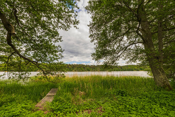 Obraz premium Beautiful view of lake through tall forest trees on summer day. Sweden.
