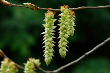 Carpinus betulus male inflorescence of a hornbeam against blurred green background