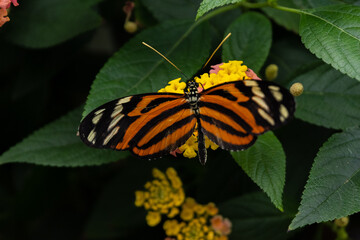 Butterflies with flowers