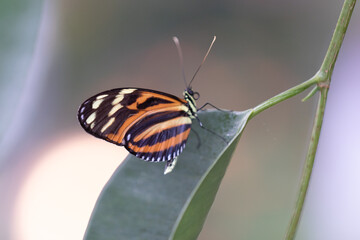 Butterflies with flowers