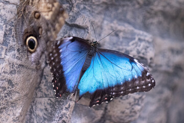 Butterflies with flowers