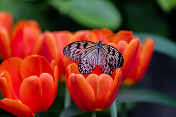 Butterflies with flowers