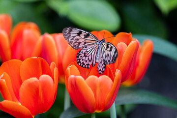 Butterflies with flowers