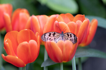 Butterflies with flowers