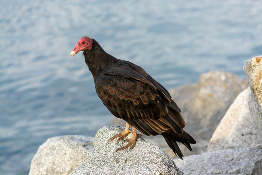 Jote de cabeza colorada (Cathartes aura)