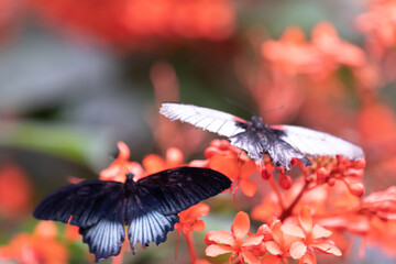 Butterflies with flowers