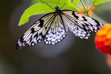 Butterflies with flowers