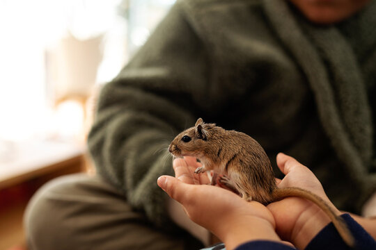 kid holding gerbil