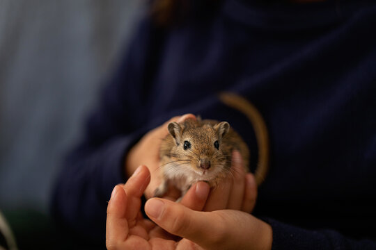 cute nutmeg gerbil
