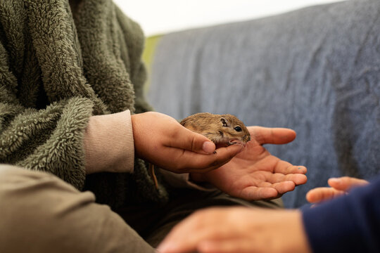 young boy and gerbil
