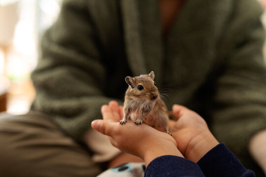 kids playing with gerbil