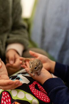 kids playing with cute little gerbil