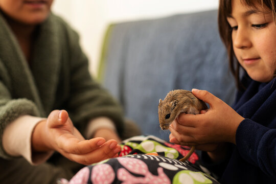 kids playing with cute gerbil