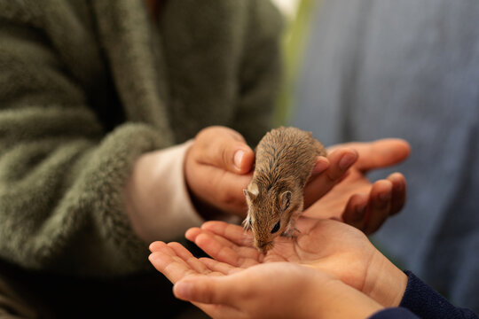 kids playing with gerbil