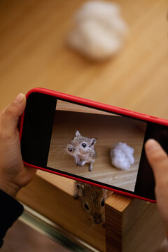 little cute gerbil photo