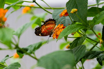 Butterflies with flowers