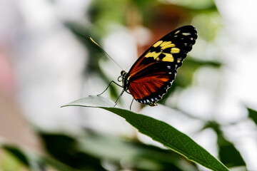 Butterflies with flowers