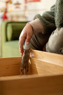 kid touching gerbil