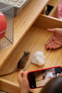 kids taking gerbil photo