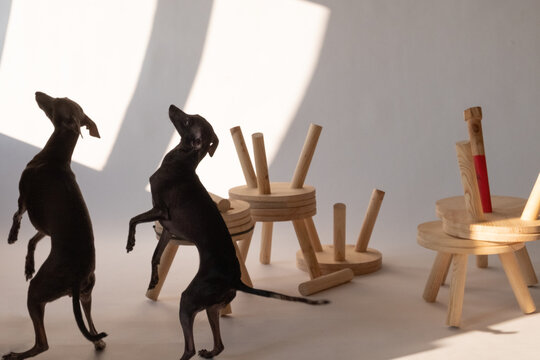 Two Italian Greyhound Dogs Posing on Hind Legs in Studio