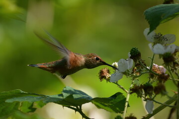 Rufous Hummingbird in flight