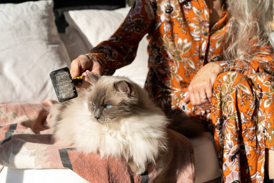 Mature woman brushing cat's hair at home