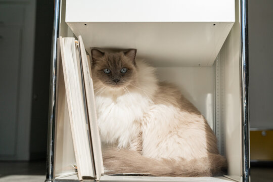 Cat hiding inside drawer