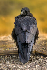 Raven