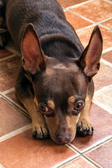 portrait of a chihuahua