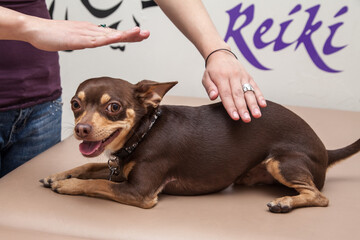 Chihuahua dog at a reiki therapy session - obrazy, fototapety, plakaty