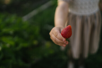 Ripe strawberries in hands