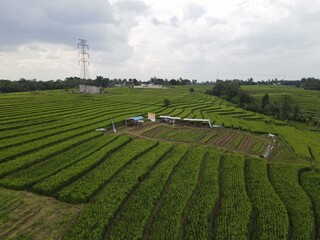 Terraced rice field landscape. Amazing background and wallpaper. green field