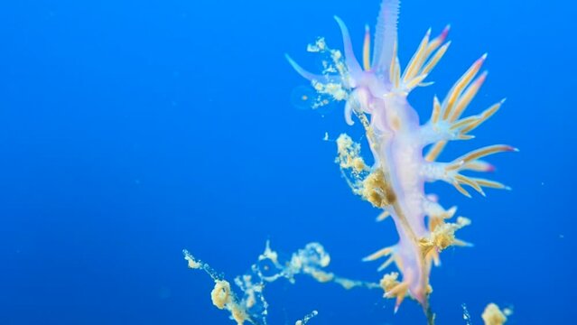 nudibranch flabellina nudi branch nudybranch  underwater slug ocean scenery