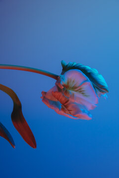 a tulip in profile with blue background colored with warm lights