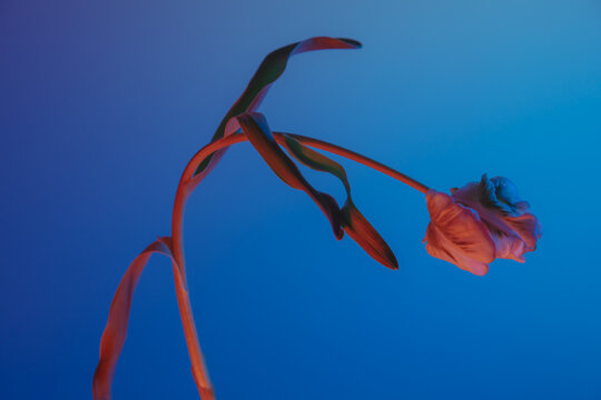 a tulip in profile with blue background colored with warm lights