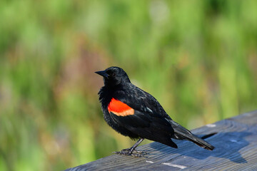 Adult male Red-winged Blackbird - Agelaius phoeniceus - perched on wood rail of Green Cay Nature Center boardwalk.