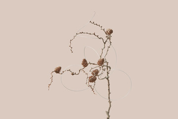 Dry branch with pine cones and metal wire.