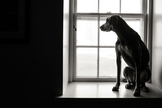 Dog sitting on a large window sill and looking outside