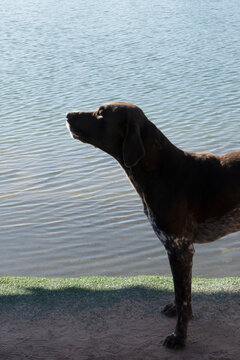 A cute dog at the lake