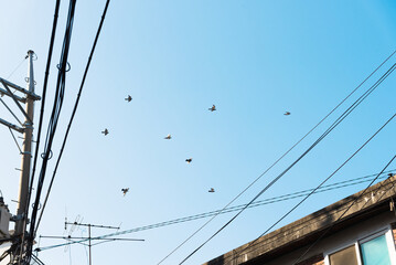 Birds flying over the building