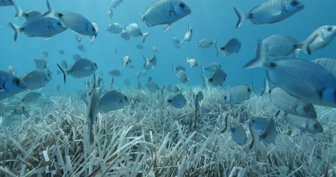 sea bream fish school swim on sea grass vegetation algae underwater relaxing  ocean scenery fish background